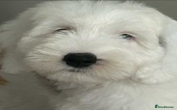 Sheepadoodle dogs for sale: unique midi sheepadoodle babies - Image 19