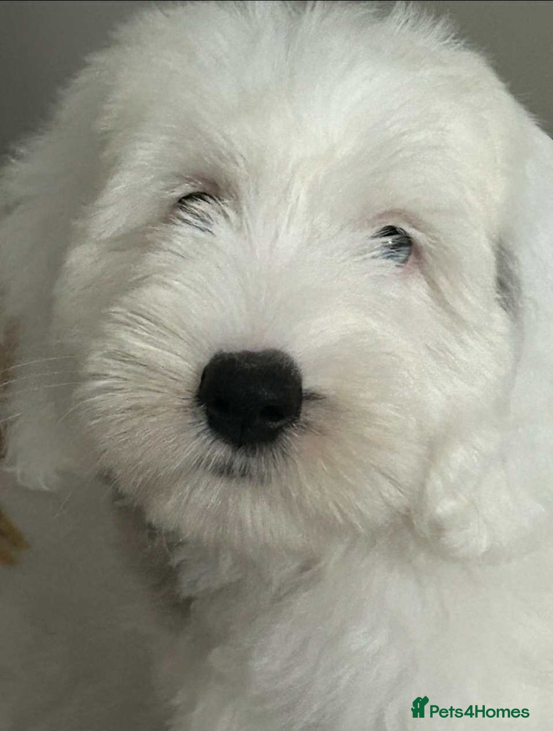 Sheepadoodle dogs for sale: unique midi sheepadoodle babies - Image 19