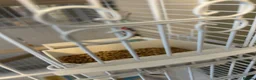 Budgerigars birds for sale: 2 budgies with there own cage set up  in Walton on the Naze - Advert 16