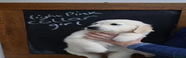 Golden Retriever 5