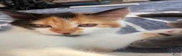 Mixed Breed cats for sale: Accidental litter  in Ipswich - Advert 4