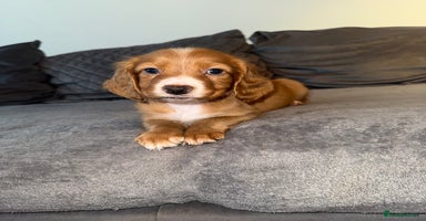 Cocker Spaniel dogs - Advert 4