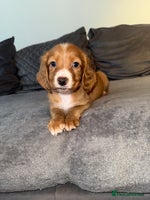 Cocker Spaniel dogs - Advert 4