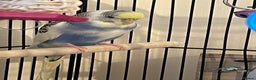 Budgerigars birds for sale: Lonely beautiful budgies (Sold together) - Advert 2