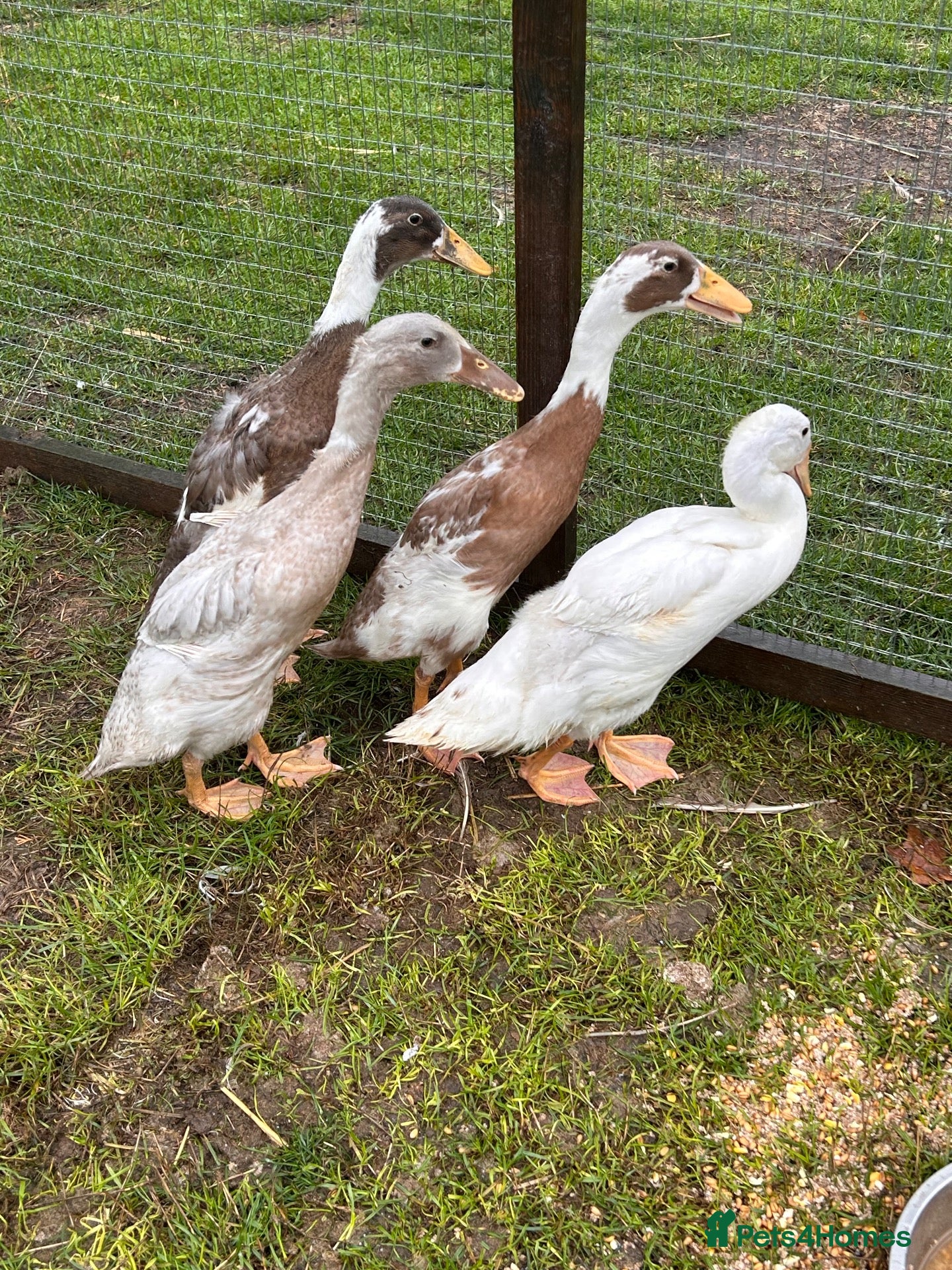 Ducks poultry Indian runner ducks 3 female 1 male - Advert 6