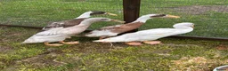 Ducks poultry for sale: Indian runner ducks 3 female 1 male - Advert 1