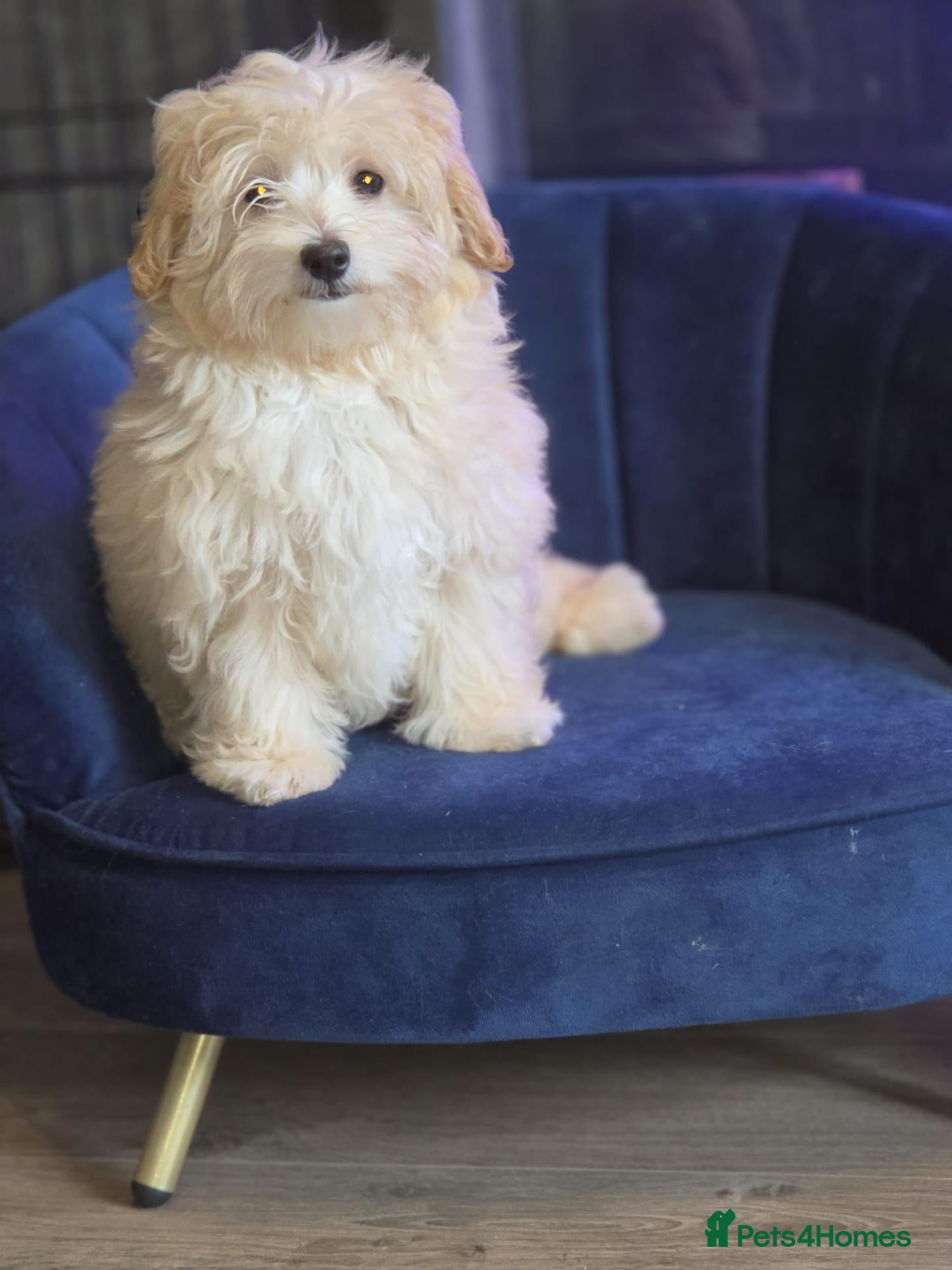Maltipoo dogs Last girl Daisy F1 Asian small Maltipoo Girls - Advert 2