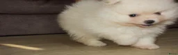 Pomeranian dogs for sale: Stunning White Female Pomeranian Puppy Available - Advert 3