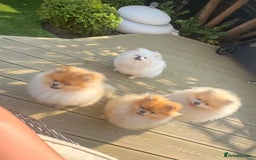 Pomeranian dogs for sale: Kc reg Pomerania  - Image 1