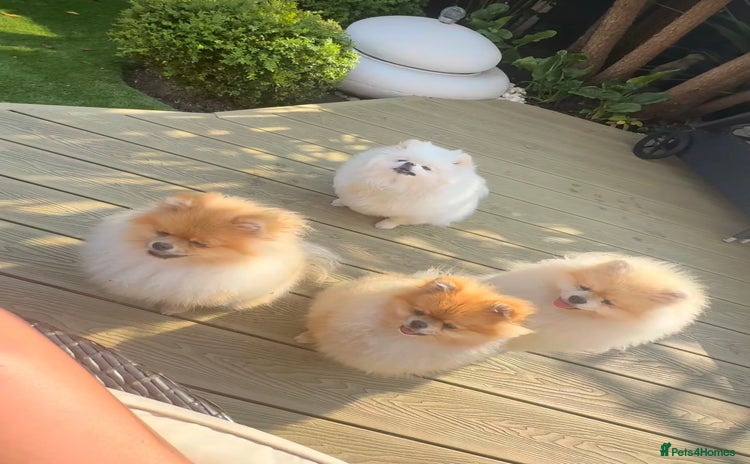 Pomeranian dogs - Advert 2