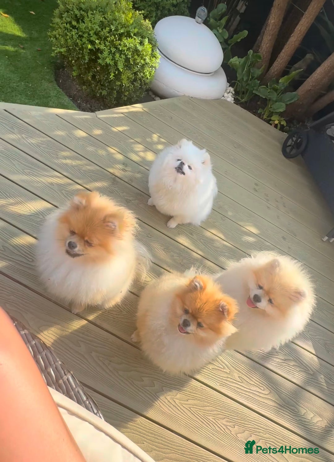 Pomeranian dogs for sale: Kc reg Pomerania  - Image 1