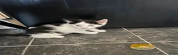 Mixed Breed cats for sale:  2 adorable kittens are looking for a ne  in Orpington - Advert 4
