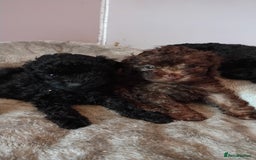 Toy Poodle dogs for sale: **Beautiful Toy Poodle Babies** - Image 1
