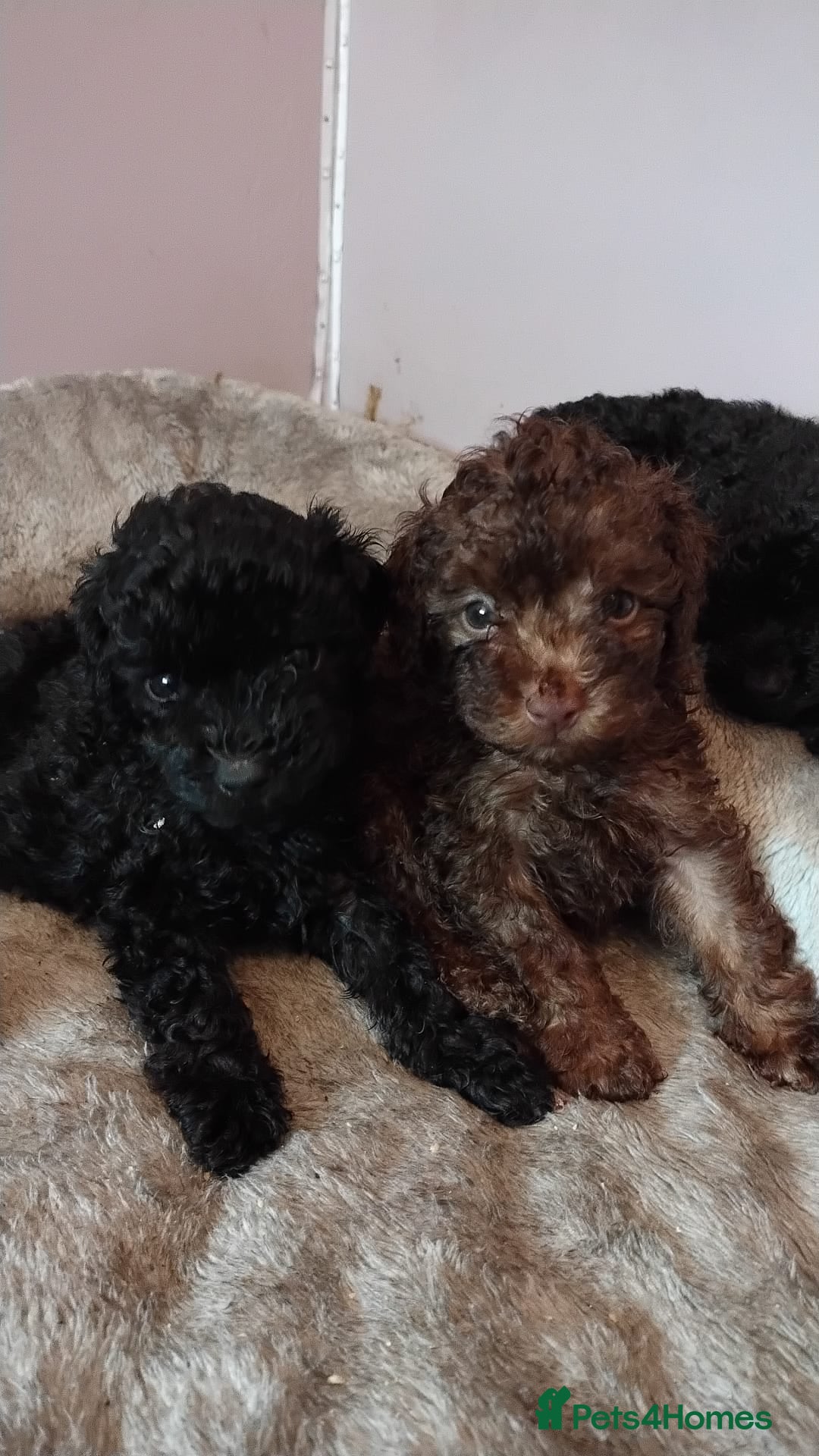 Toy Poodle dogs for sale: **Beautiful Toy Poodle Babies** - Image 1