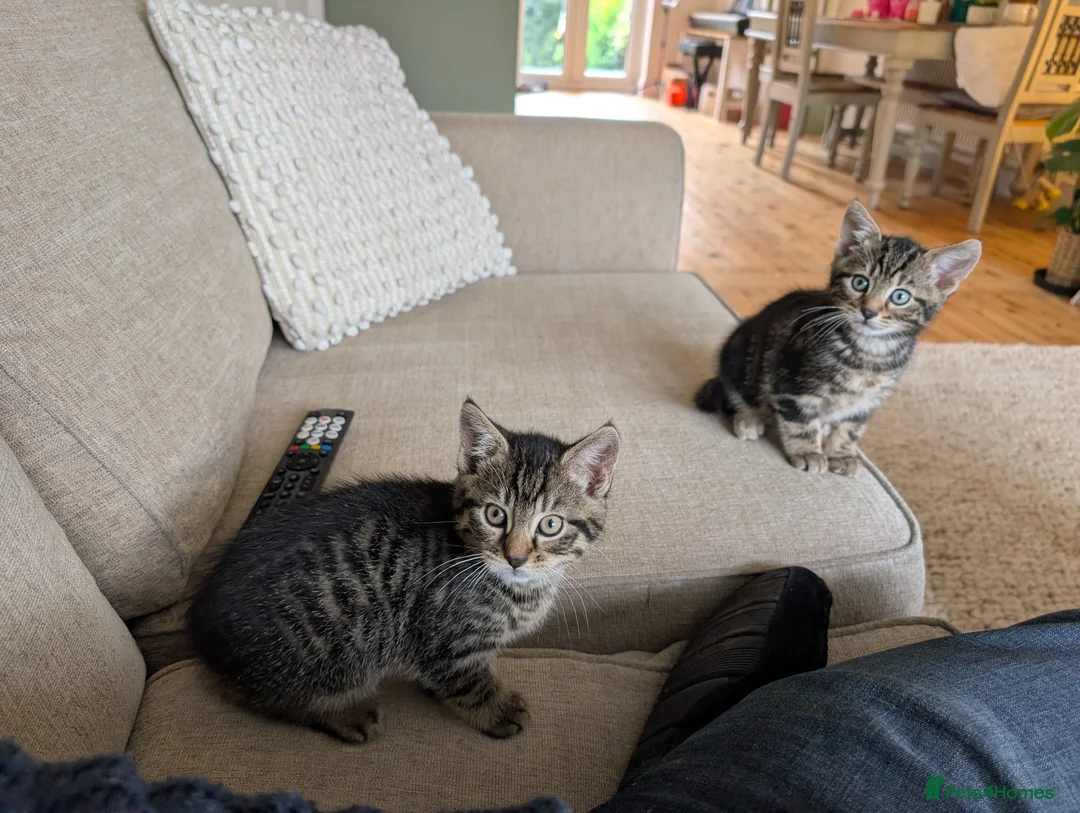 Domestic Shorthair cats for sale: Beautiful male kittens in Sheffield - Advert 2