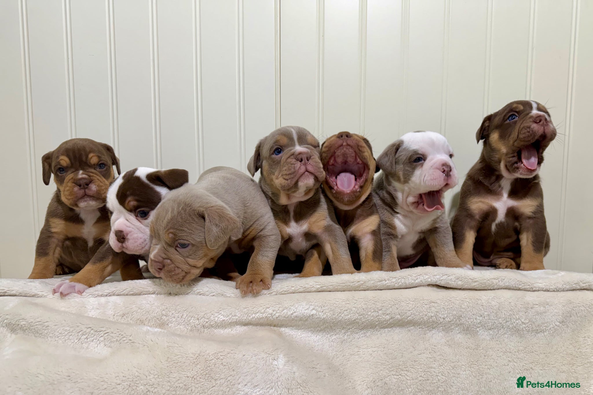 Old Tyme Bulldog dogs Adorable Old Tyme Bulldogs  🐾 - Advert 2