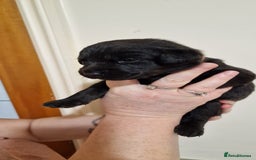 Labrador Retriever dogs for sale: KC Registered Black Lab (1 Girl, 1 boy remaining) - Image 35