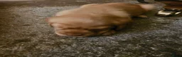 Cockerdor dogs for sale: Cockerdor Puppies in Yeovil - Advert 8