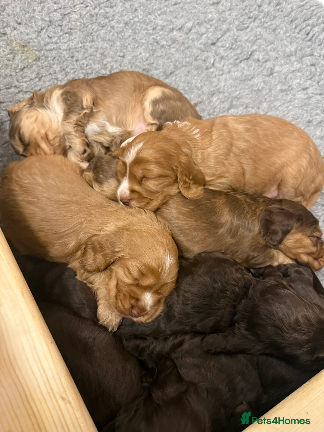 Cocker Spaniel dogs for sale: Health tested clear show cocker spaniel puppies - Advert 15