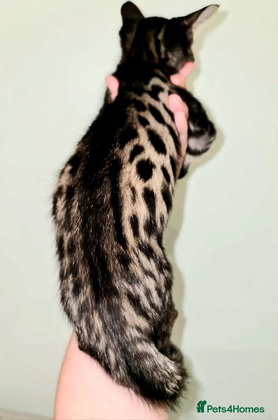Savannah cats for sale: USA Elite Import F7 SBT - DRINKWATER VIPER F1 Stud - Advert 12