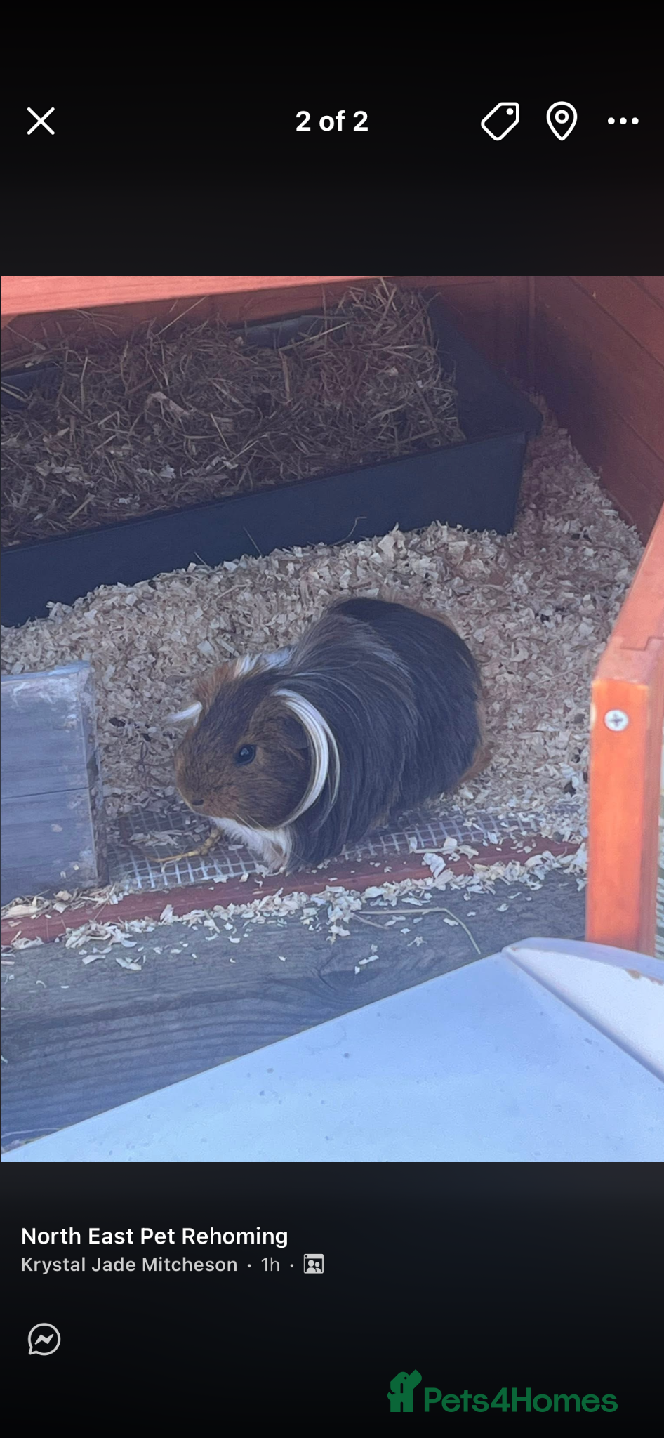 Guinea Pig rodents 2 male guinea pigs  - Advert 1
