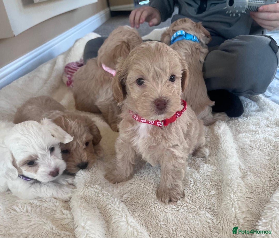 Maltipoo dogs for sale: Toy Maltipoo Puppies - Advert 2