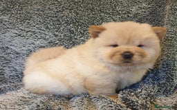 Chow Chow dogs for stud: outstanding chow chow stud in Wednesbury - Image 14