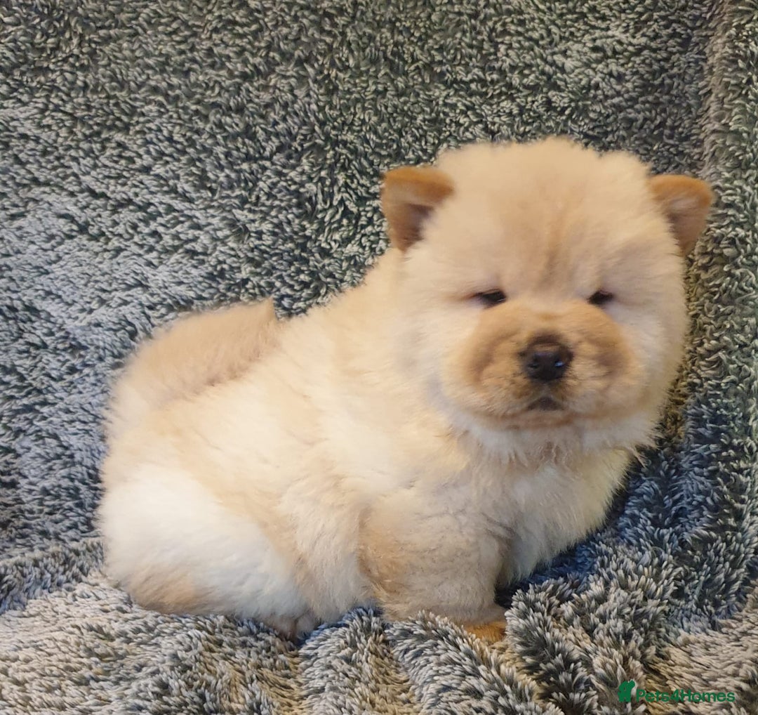 Chow Chow dogs for stud: outstanding chow chow stud in Wednesbury - Image 14
