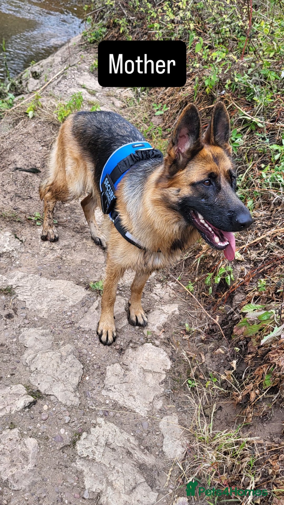 German Shepherd dogs for sale: Premium Pedigree GSD Puppies – Champion Bloodlines - Advert 20