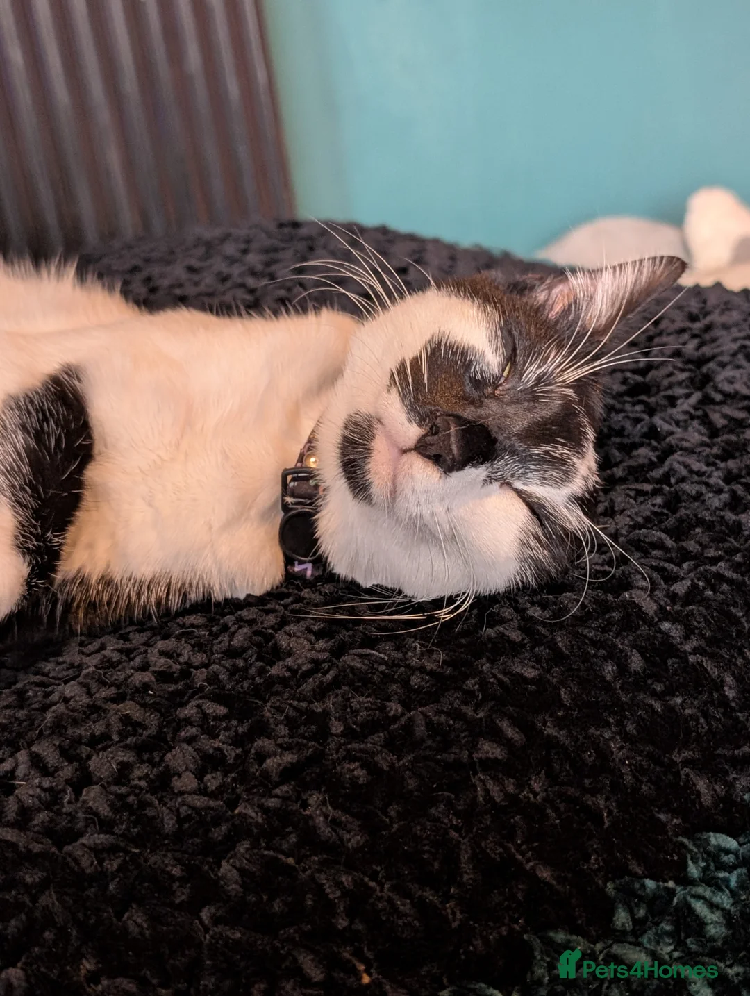 Domestic Shorthair cats for sale: Dinky - female  - Advert 5