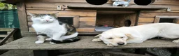 Mixed Breed dogs for adoption: ❤️🐶 LAIMA – TOO SMART AND WELL BALANCED in Burton-on-Trent - Advert 3