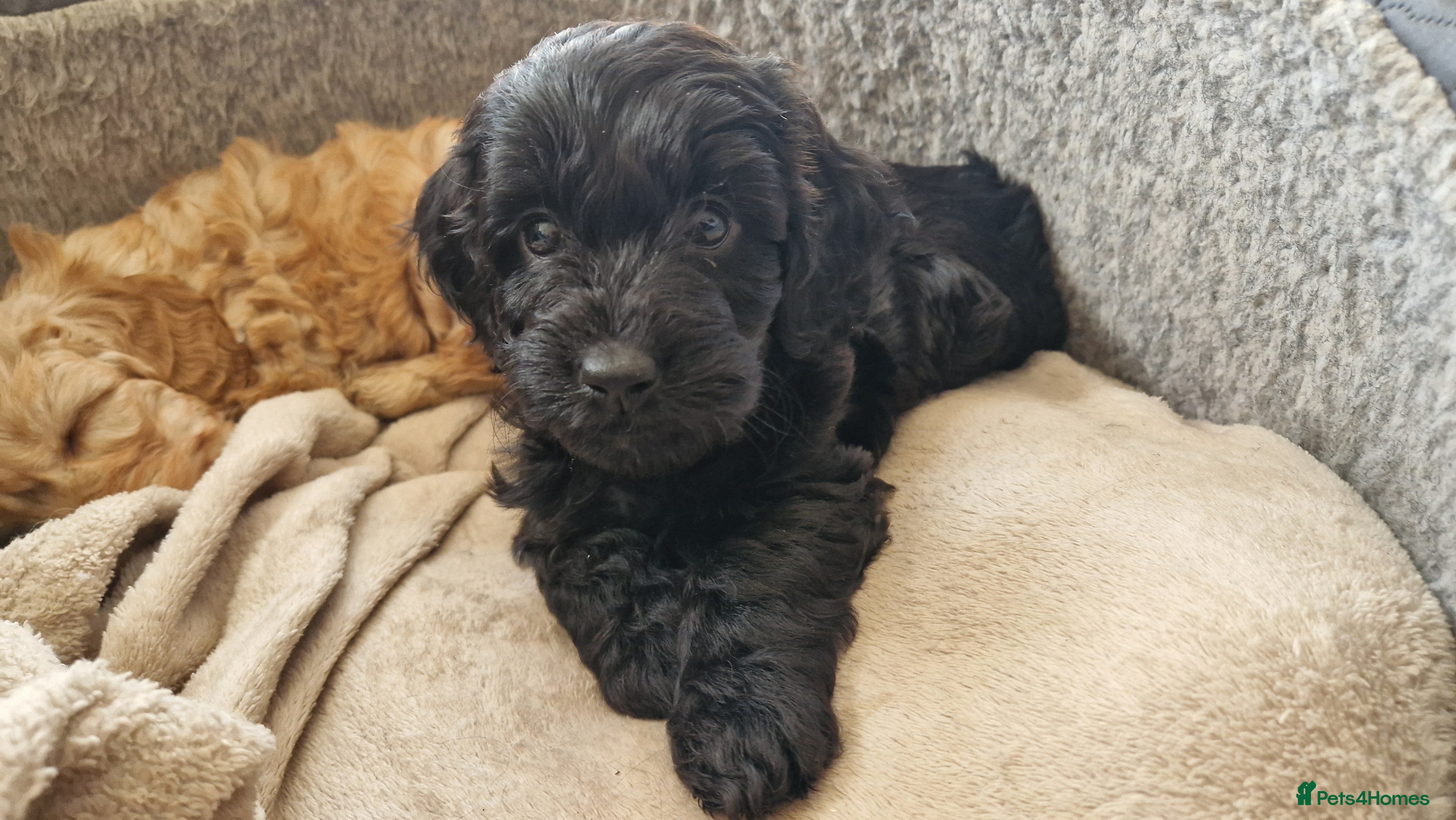 Cockapoo dogs F1 Cockapoo Puppies - Advert 1