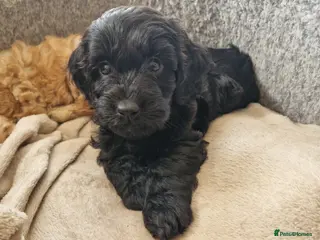 Cockapoo dogs F1 Cockapoo Puppies - Advert 1