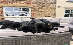 Labrador Retriever dogs for sale: KC Registered Black Labrador Pups 🐾 - Image 40
