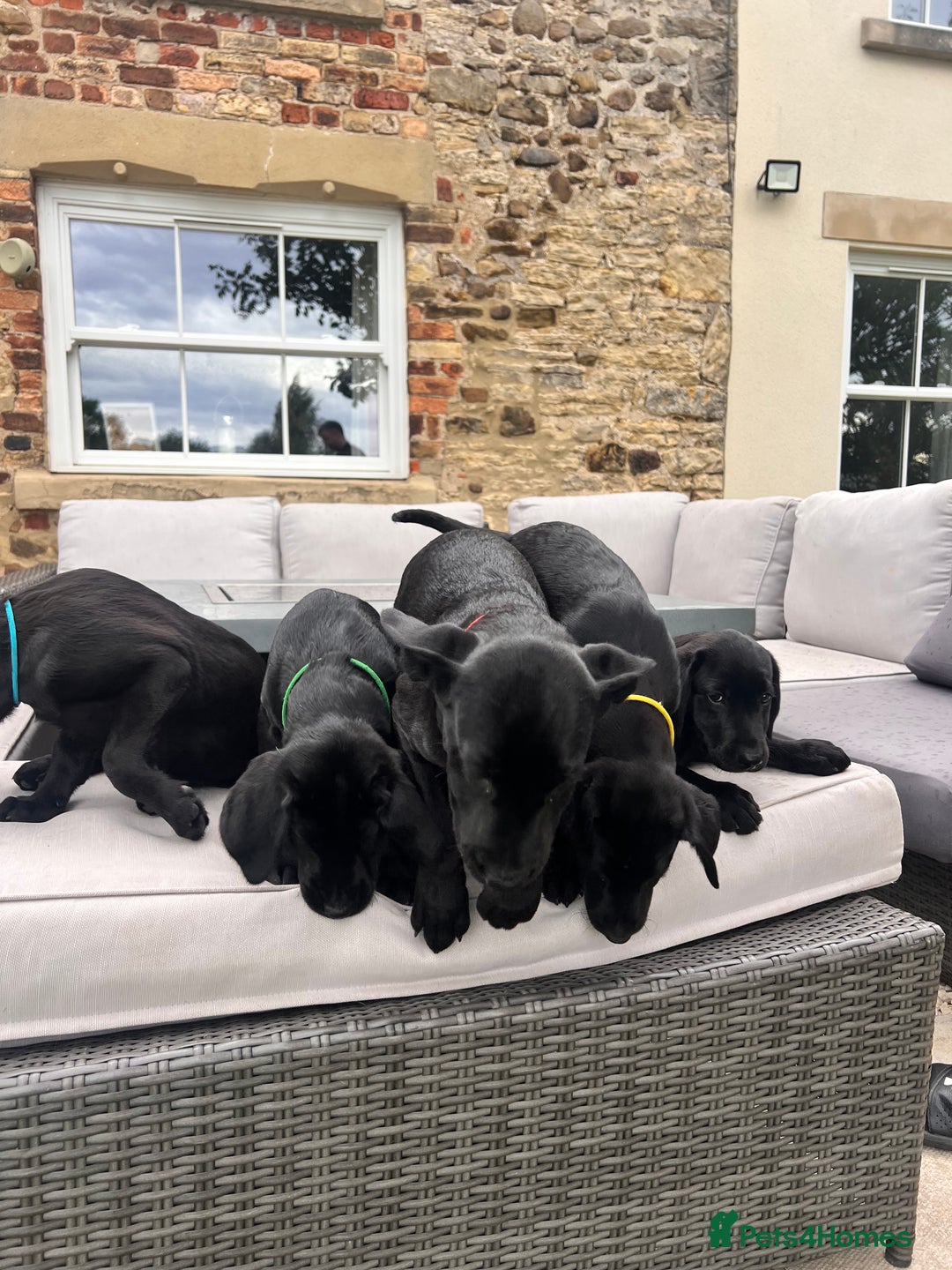 Labrador Retriever dogs for sale: KC Registered Black Labrador Pups 🐾 - Image 40