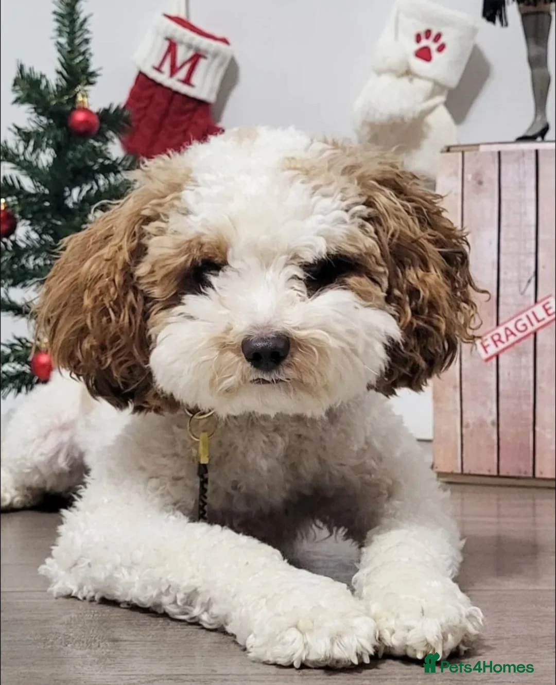 Cavapoo dogs for sale: 4 beautiful fb1 cavapoo puppies for sale!!  - Advert 4