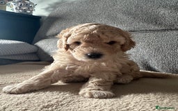 Cockapoo dogs for sale: F1BB Toy Cockapoo puppies - Image 8