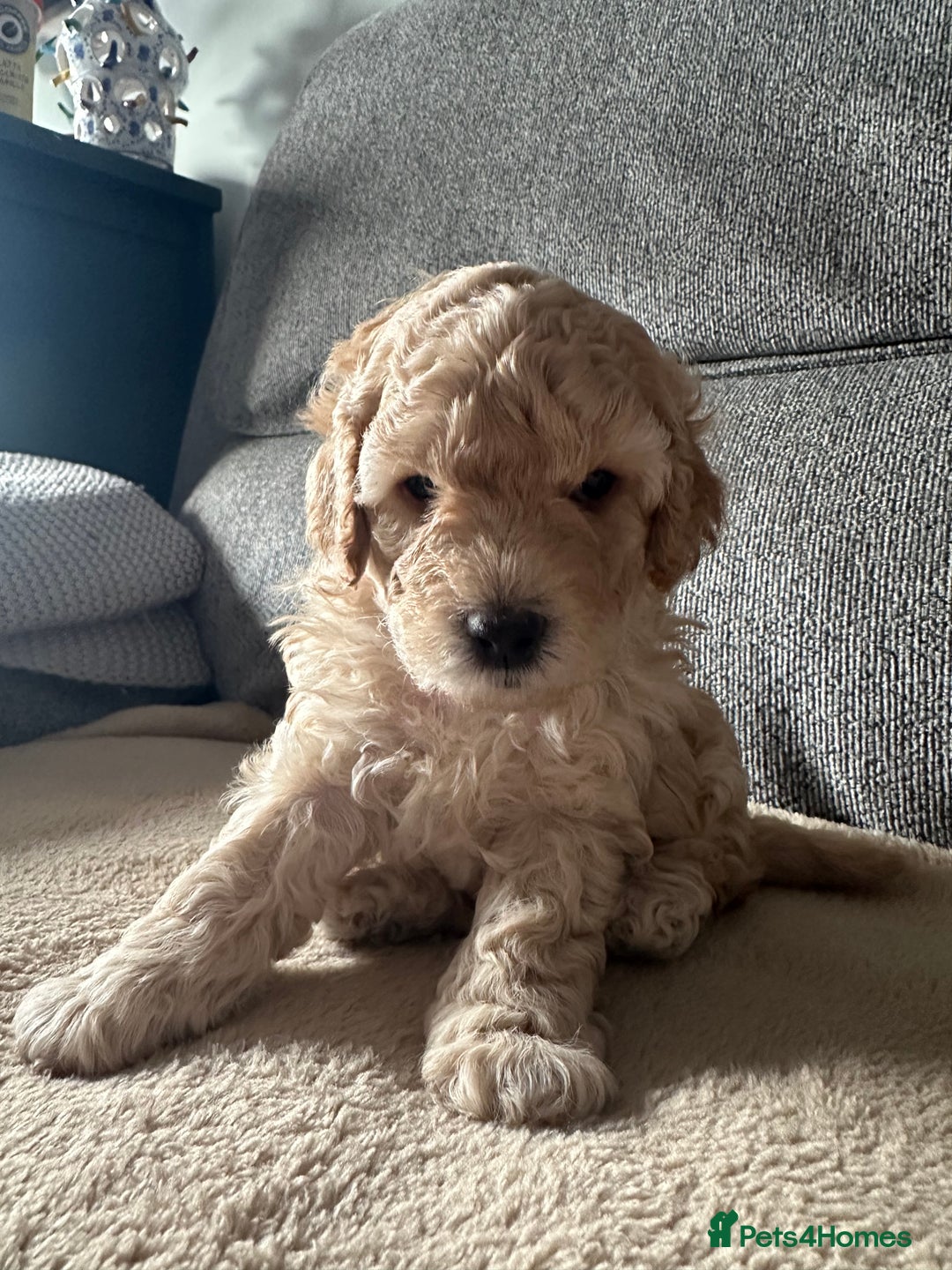 Cockapoo dogs for sale: F1BB Toy Cockapoo puppies - Image 8