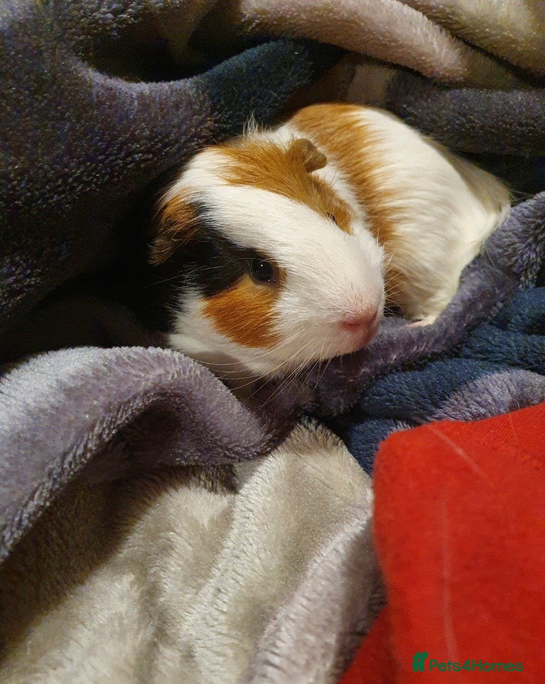 Guinea Pig rodents for sale: Lonely guinea pig boar  - Image 5