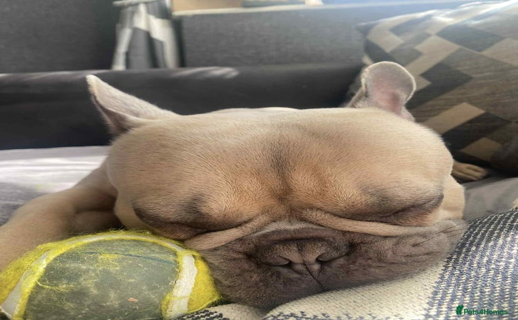 French Bulldog dogs - Advert 7