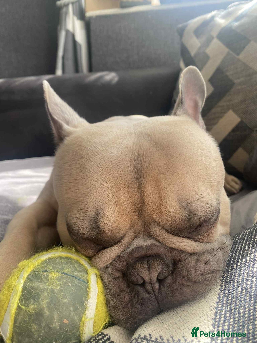 French Bulldog dogs for sale: Hugo. Male French Bulldog - Image 1