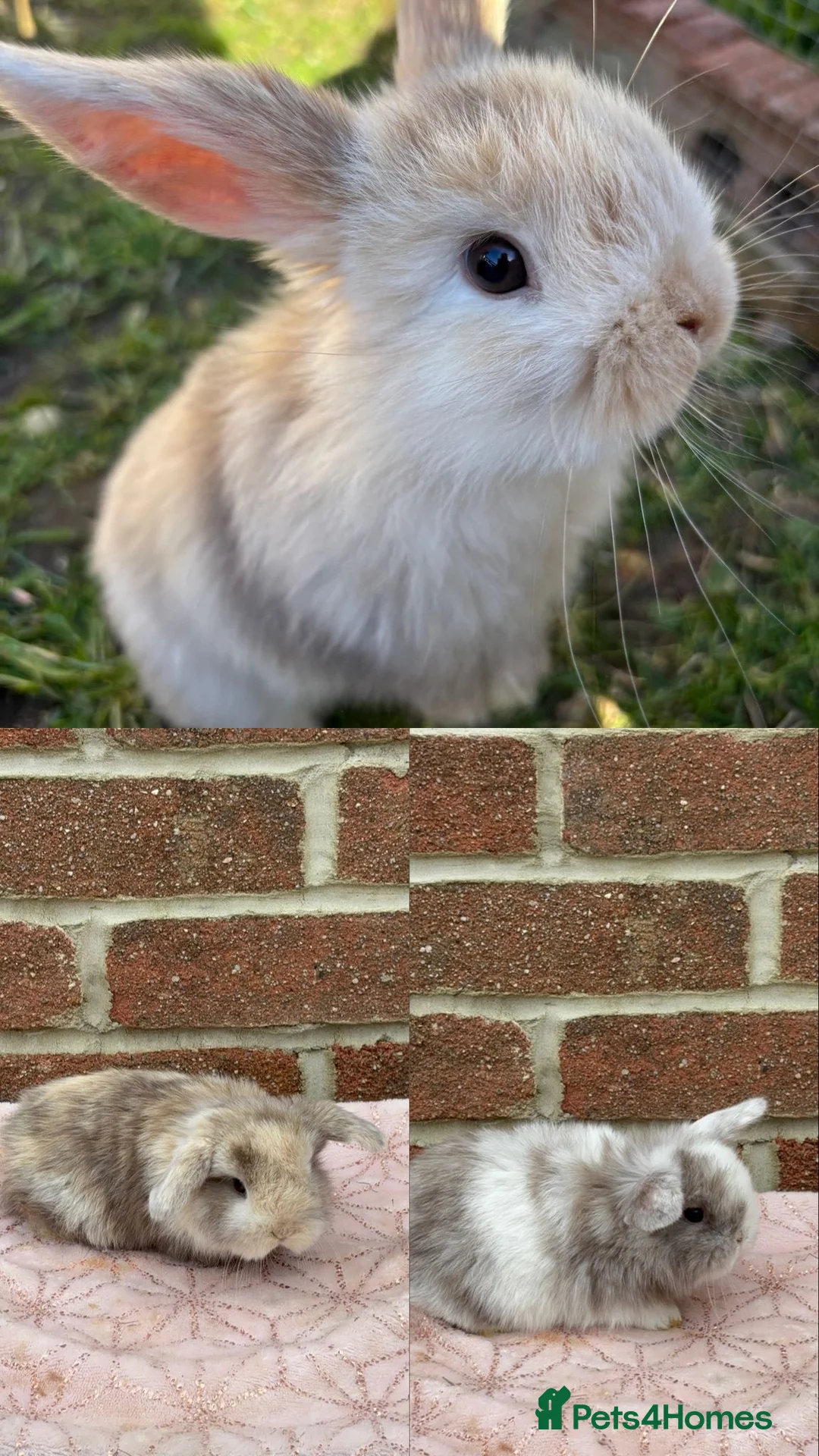 Mini Lop rabbits for sale: MINI LOPS in Bournemouth - Advert 4