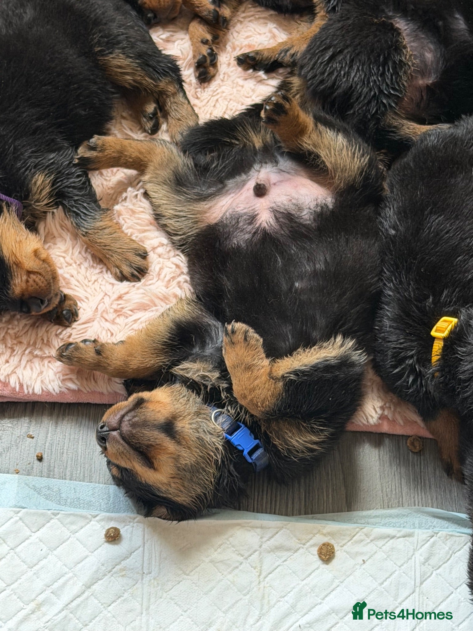 Rottweiler dogs Reduced ❤️8 Rottweiler Puppies ❤️   - Advert 17