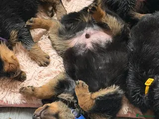 Rottweiler dogs Reduced ❤️8 Rottweiler Puppies ❤️ - Advert 1