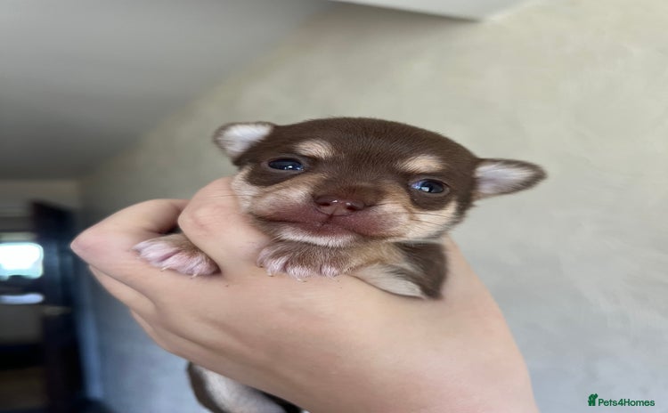 Chihuahua dogs - Advert 8