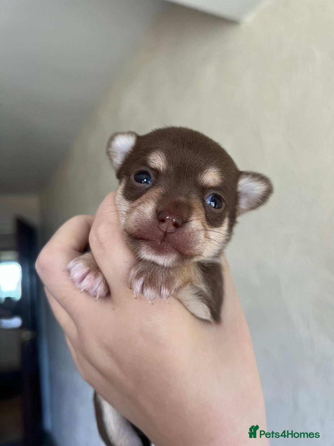 Chihuahua dogs for sale: Chocolate & tan female - Image 1