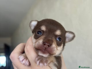 Chihuahua dogs - Advert 2