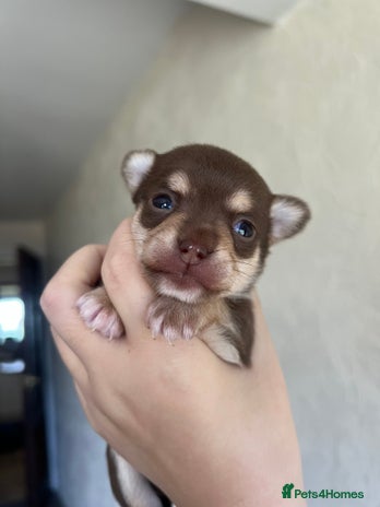 Chihuahua dogs - Advert 1