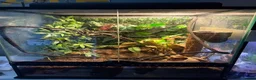 Gecko reptiles for sale: crested gecko and full enclosure for sale  - Advert 3