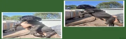 Cane Corso dogs for sale: Ready to leave now  - Advert 2